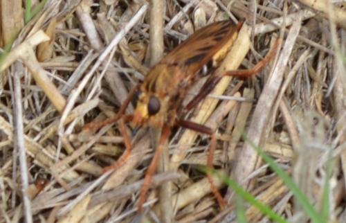 Asilus crabroniformis
